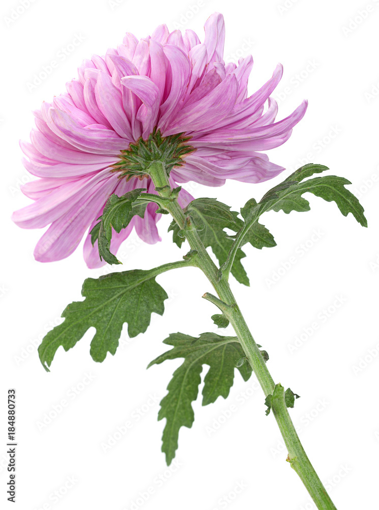 Purple chrysanthemum flower head