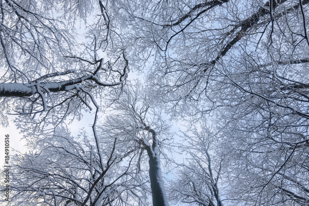 Beautyful winter background with snowy branches and clear blue sky