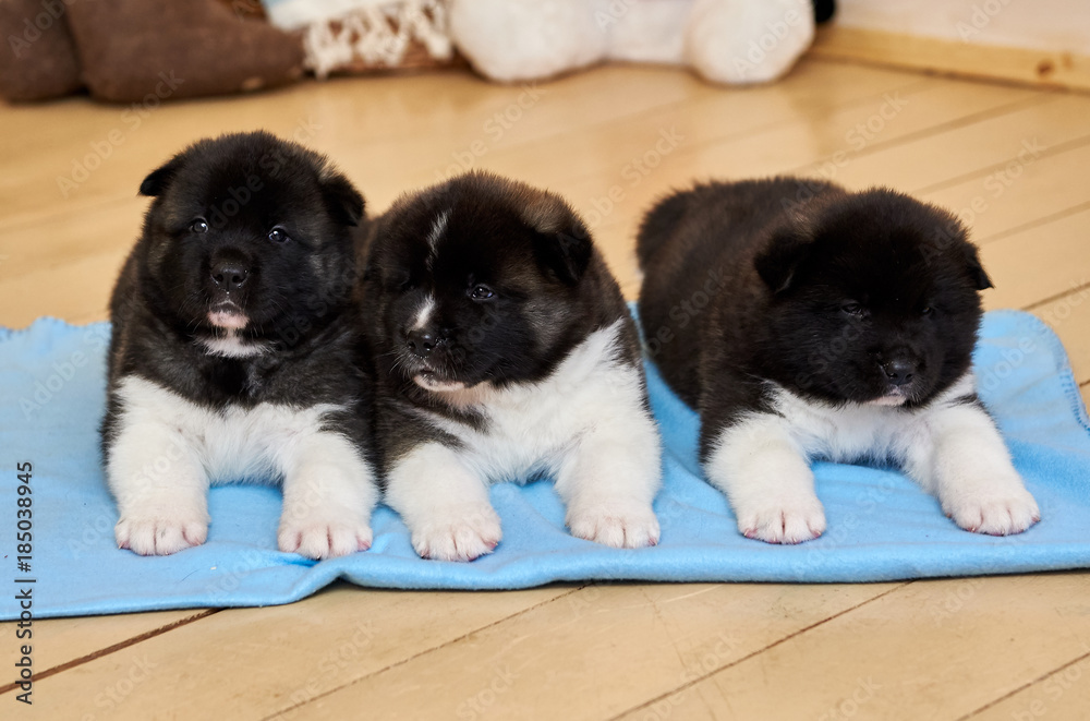 三只好奇的美国秋田小狗。美国秋田幼犬。