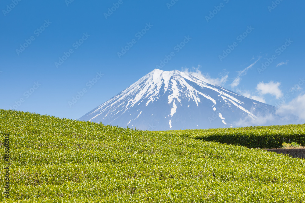 静冈县春天的茶园和富士山