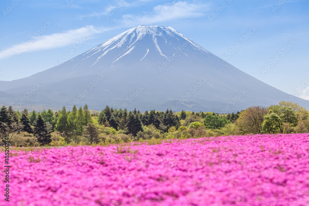 春天的富士山和粉红色苔藓田……