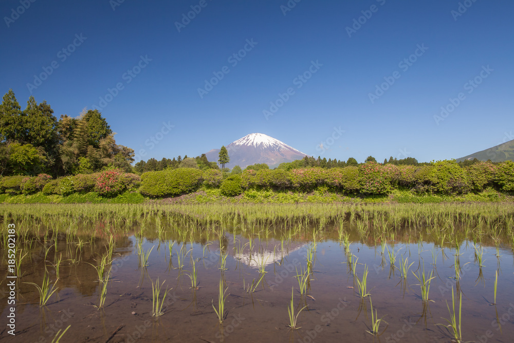 春天的富士山和稻田