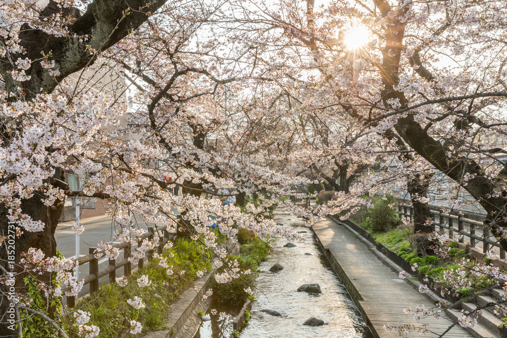 Japanese Sakura cherry blossom with small canal in spring season