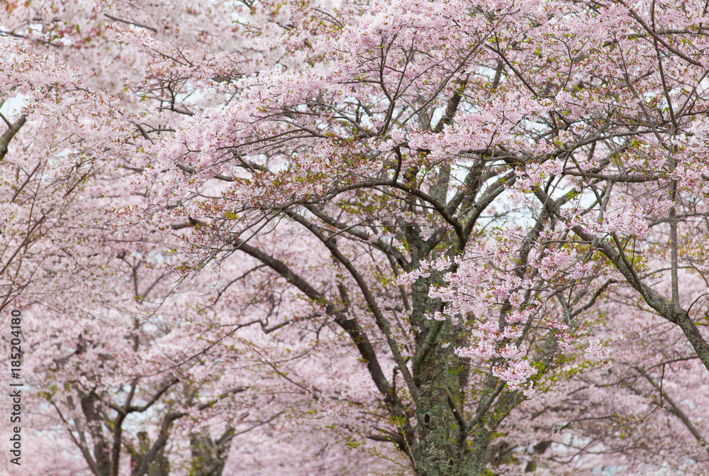 绿色公园樱花树