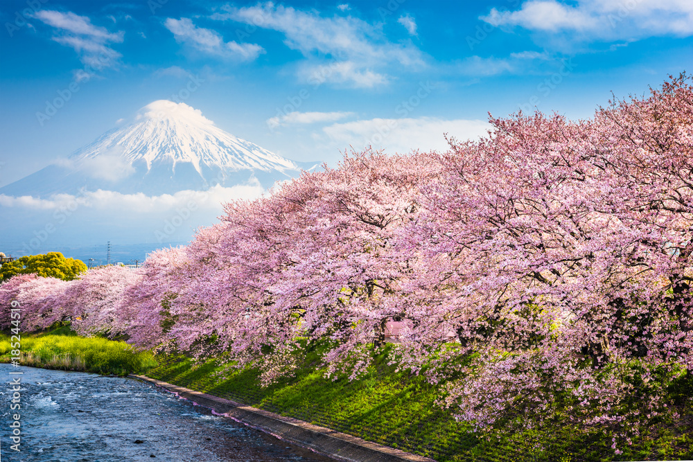 春天的富士山