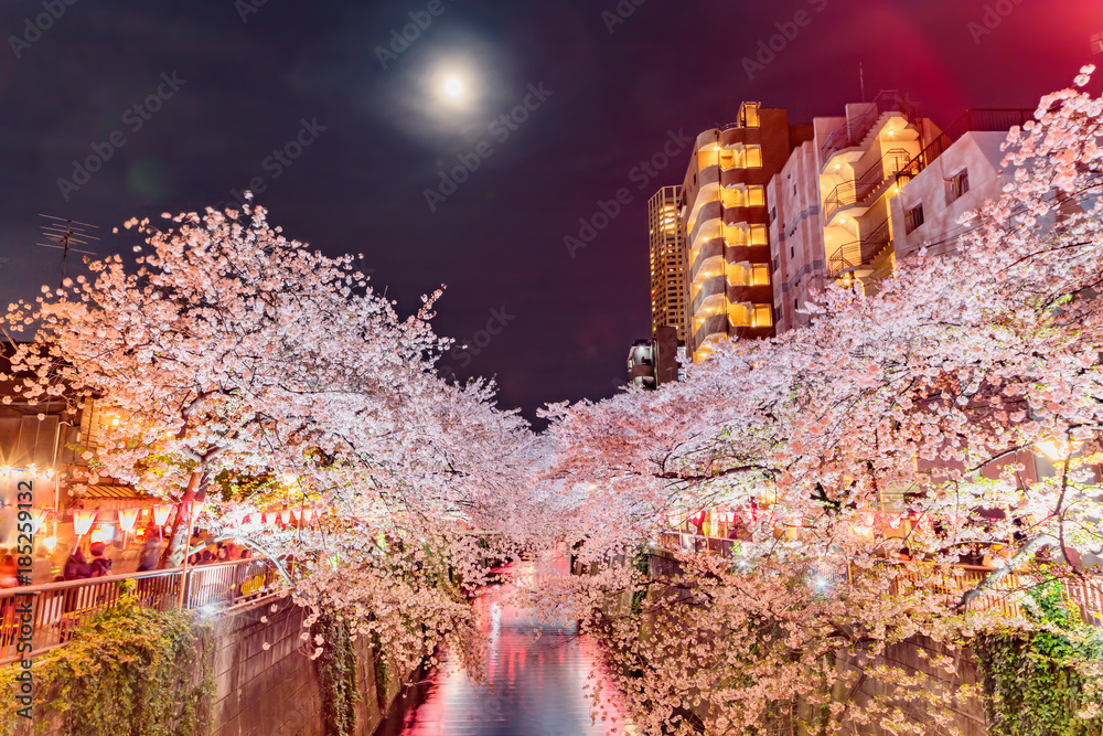 都会の夜桜