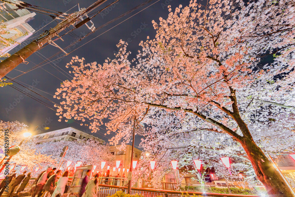 都会の夜桜