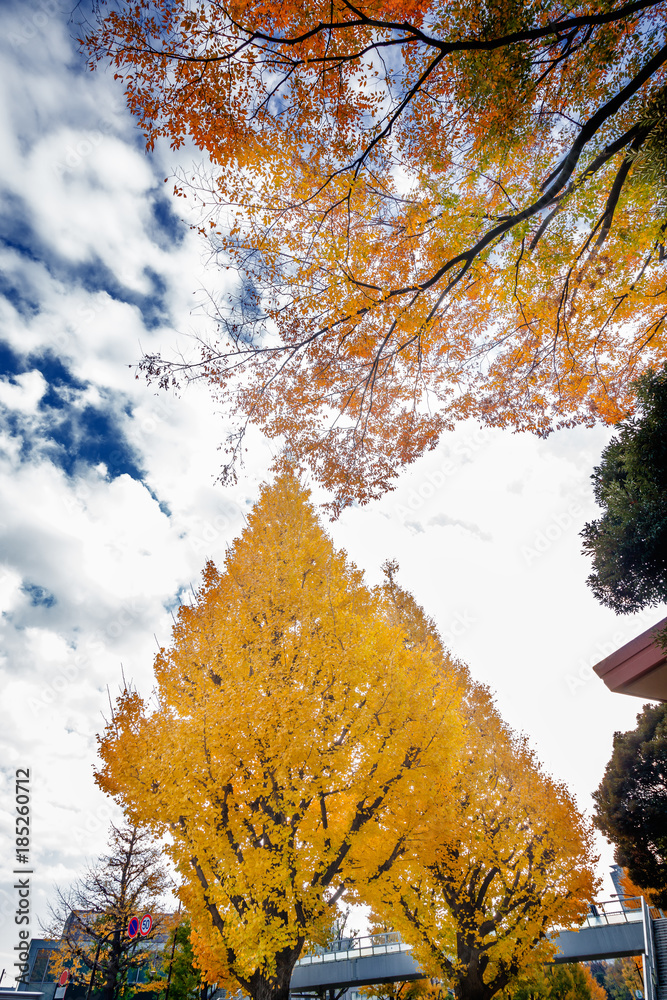 都会の紅葉