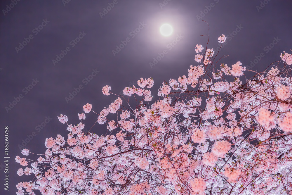 夜桜と月