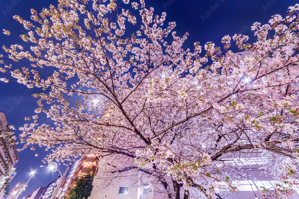 都会の夜桜