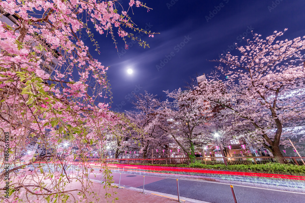 都会の夜桜