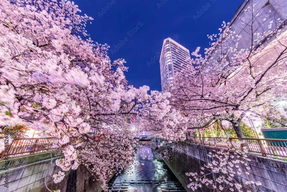 都会の夜桜