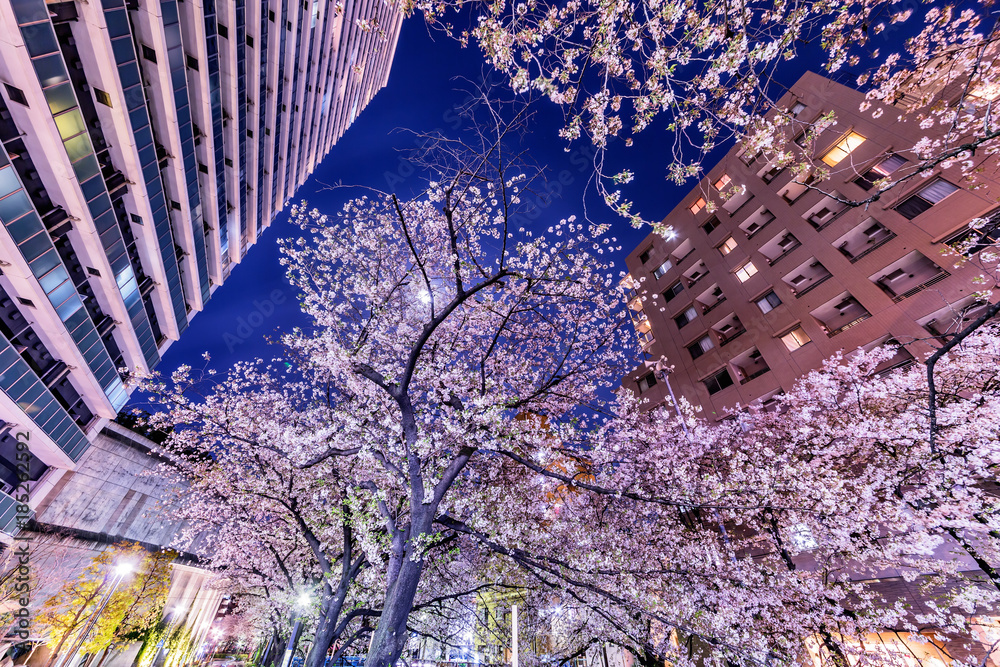 都会の夜桜