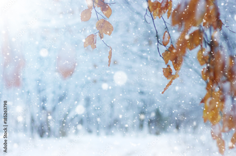 阳光下雪地里的黄叶