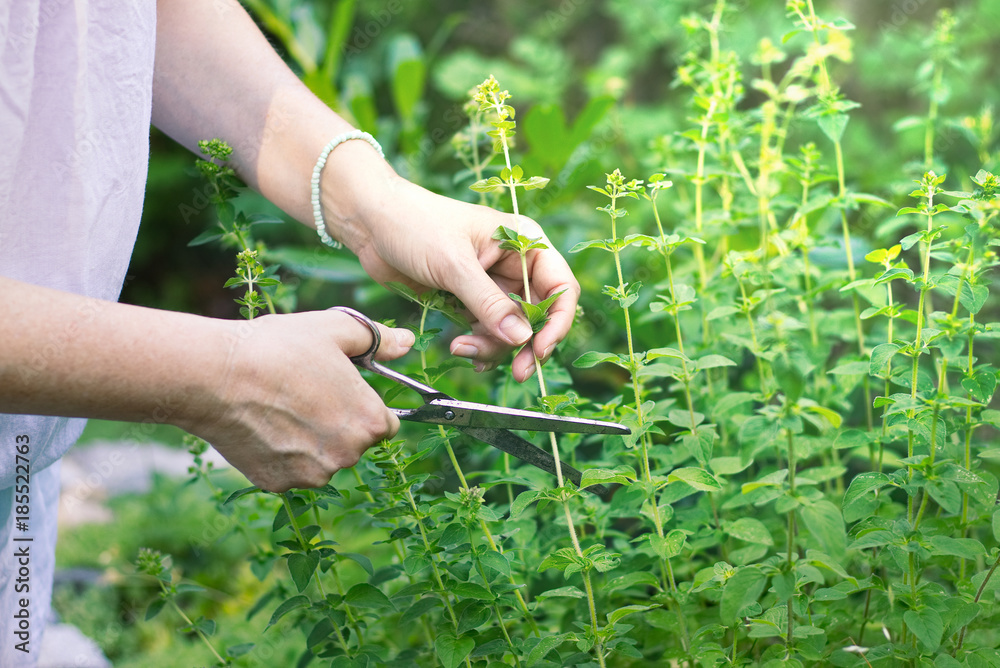 woman collects herbs, collect oregano using scissors, organic herbal garden 