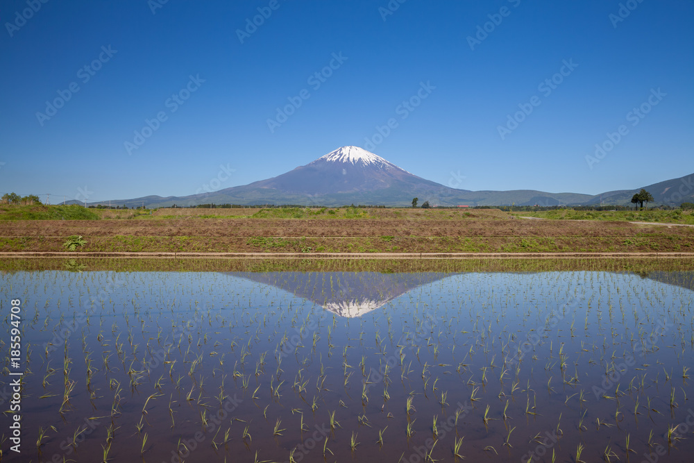 春天的富士山和稻田