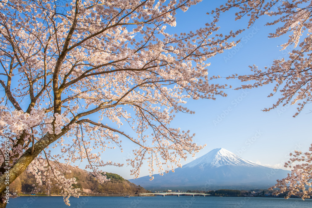 日本春季川口湖樱花和富士山