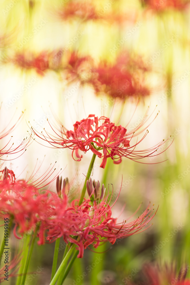 Close - up Red spider lily in autumn