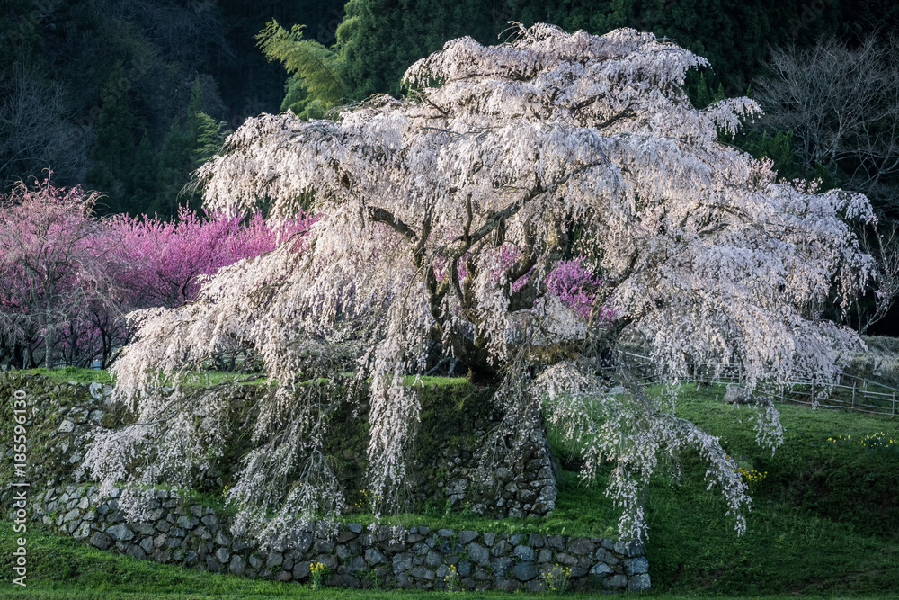 Matabei sakura，种植在奈良县宇田市洪果地区的受人喜爱的巨型悬垂樱花树