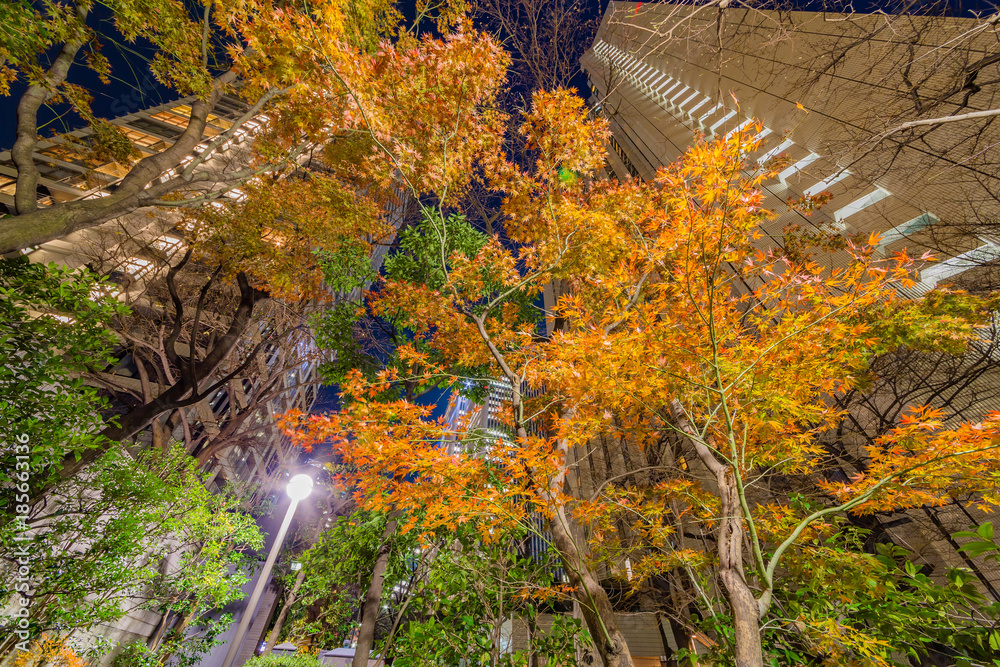 夜の高層ビル群と紅葉