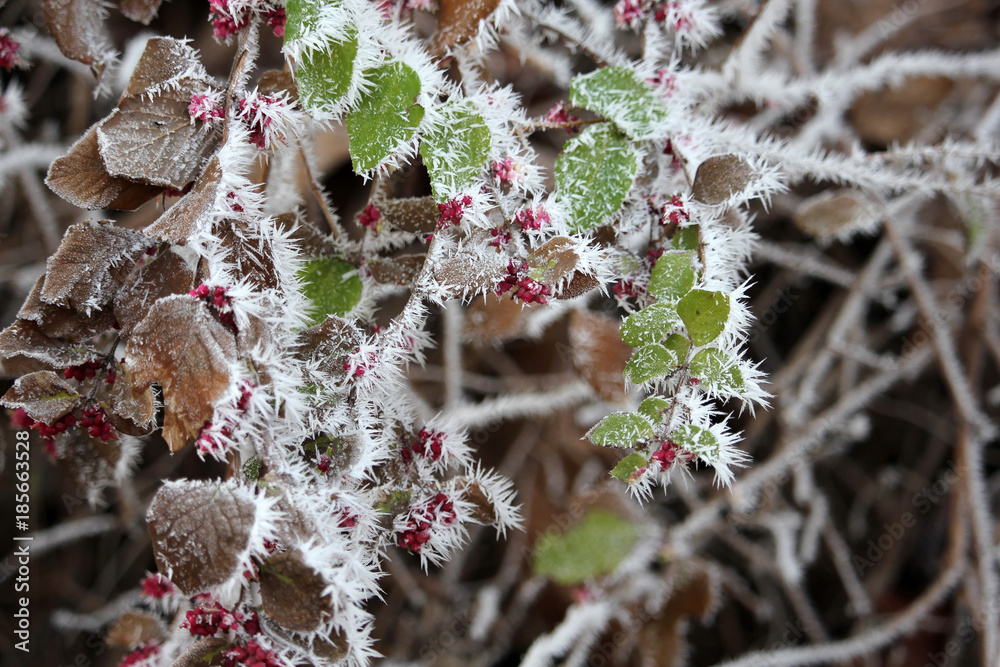 Winter bush with morning frost, a close-up colorful winter nature background