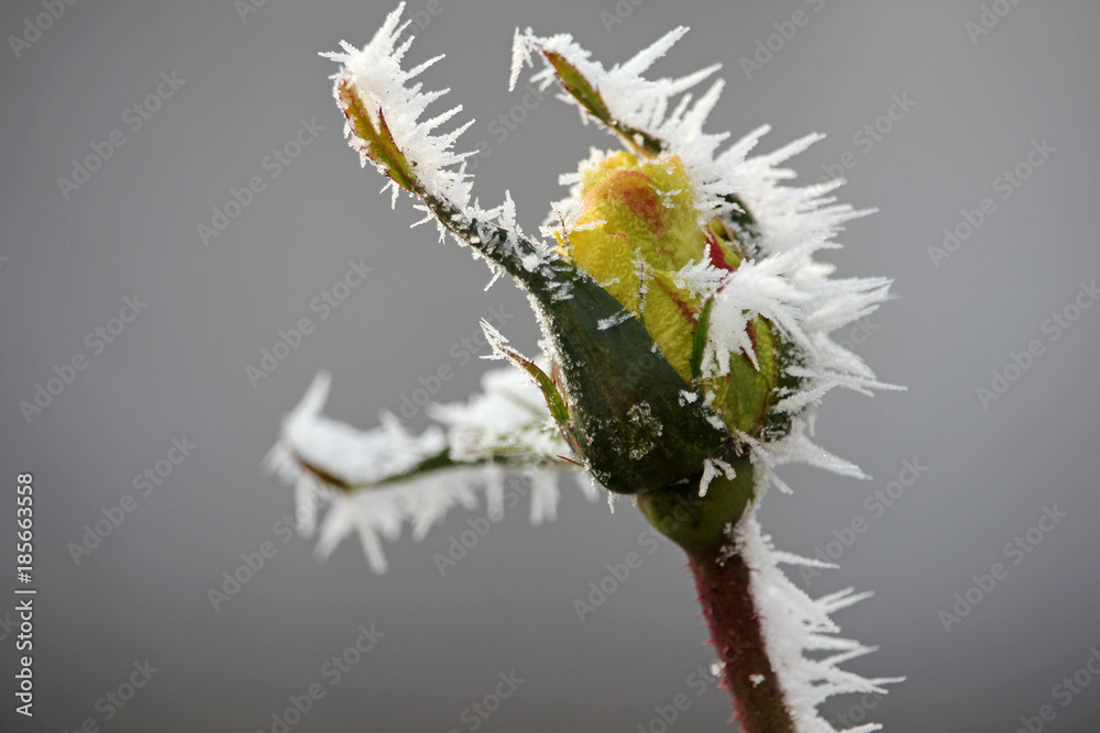 黄色玫瑰花蕾被冬季的晨霜覆盖，特写花卉背景