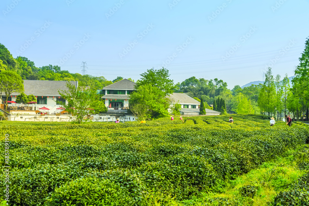 西湖龙井茶园