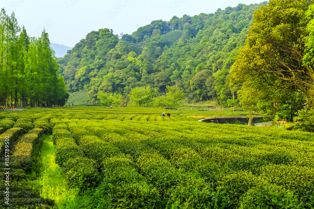 西湖龙井茶园