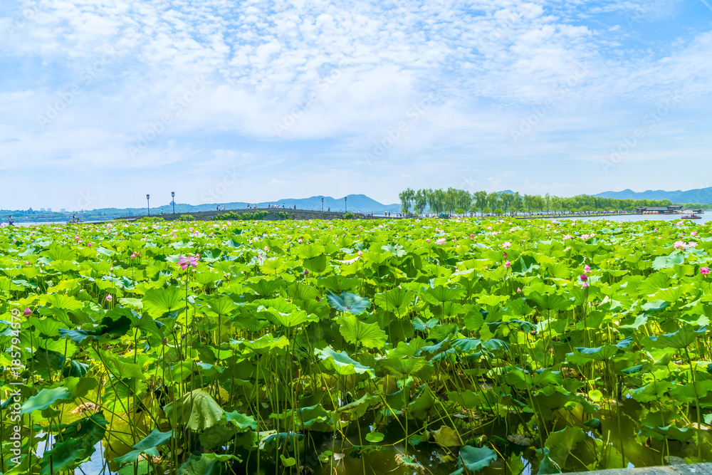 Lotus pond in West Lake