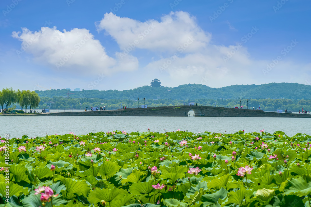 西湖荷花池