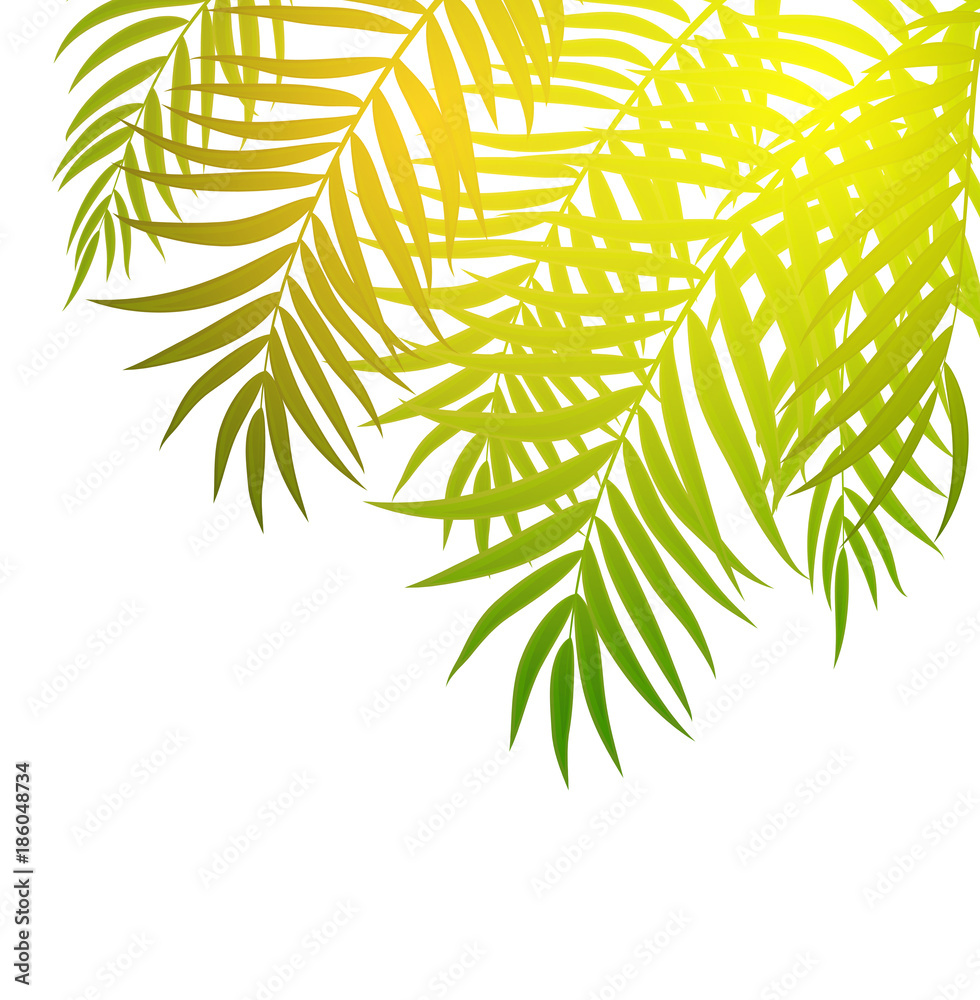 Beautifil Palm Tree Leaf  Silhouette Background Vector Illustration