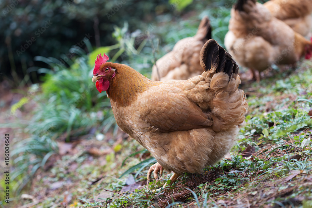 hen on ground