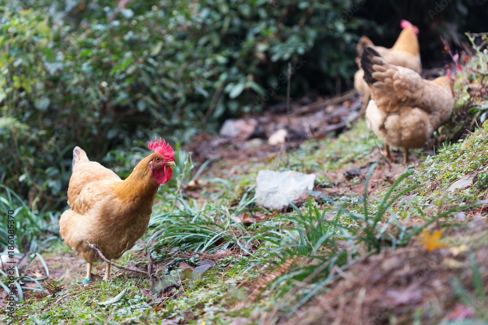 hen on ground