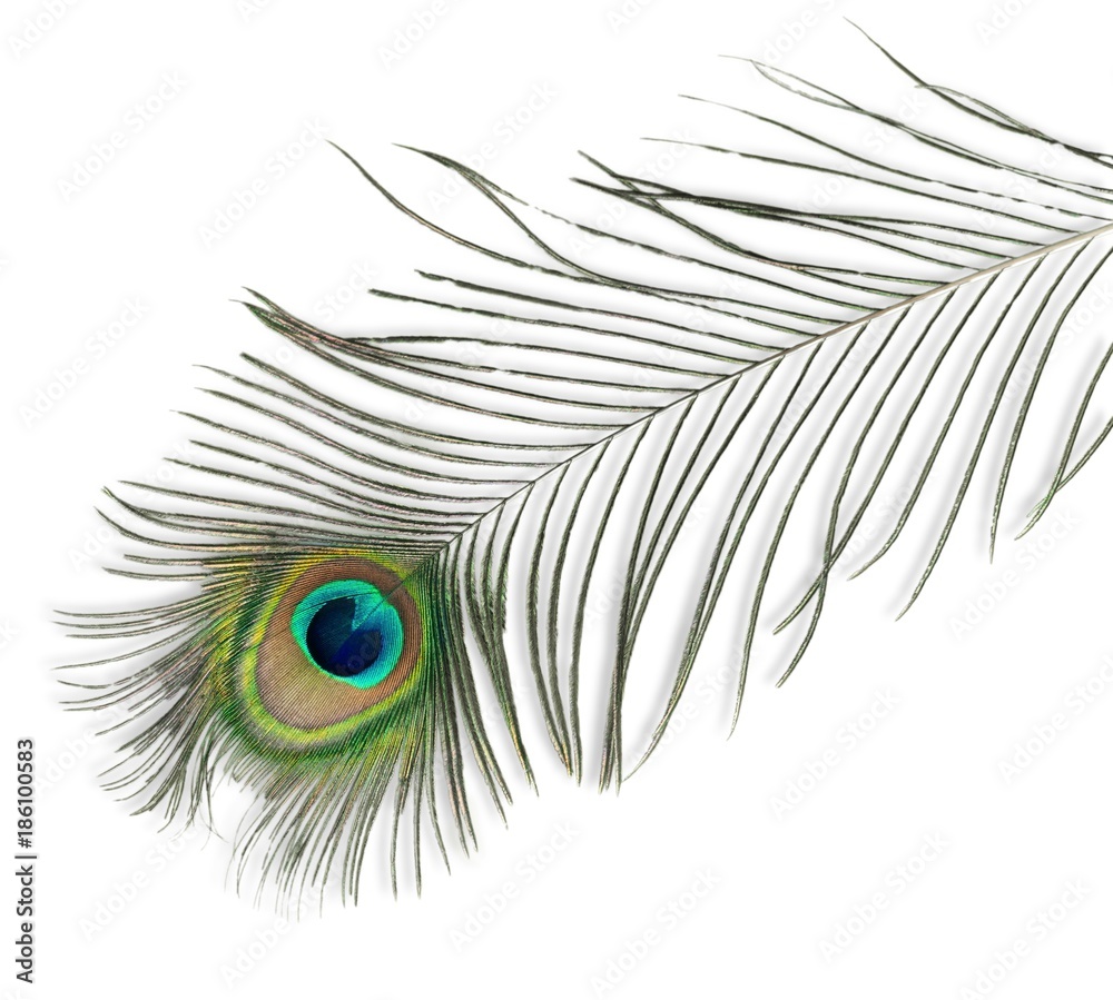 Peacock Feather