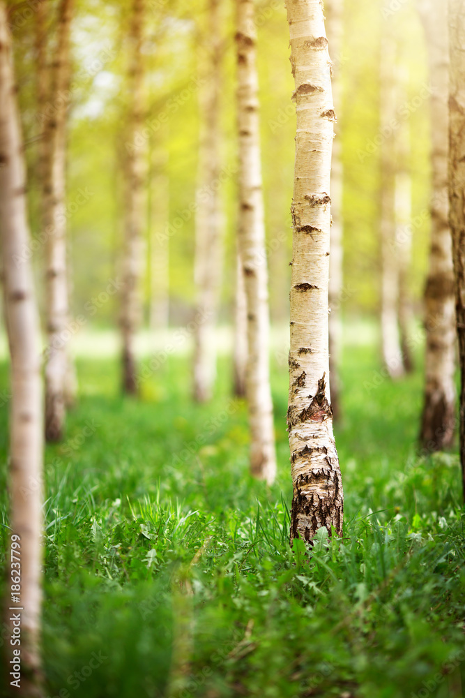 birch tree forest in morning light with sunlight