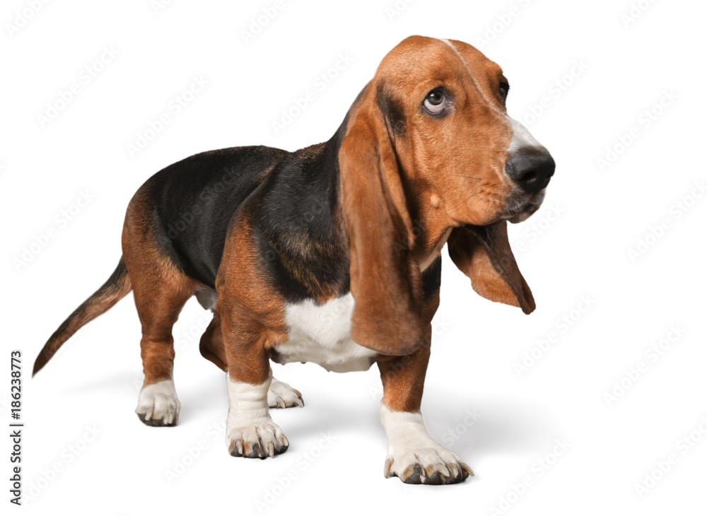 Basset Hound