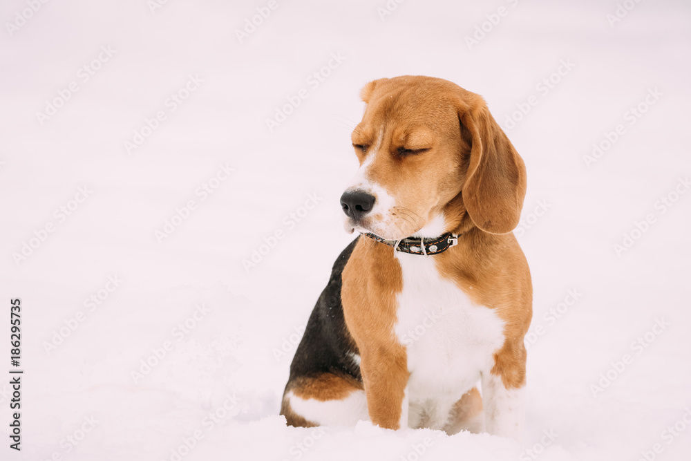 美丽的英国小猎犬三色小狗在冬天的雪地里玩耍