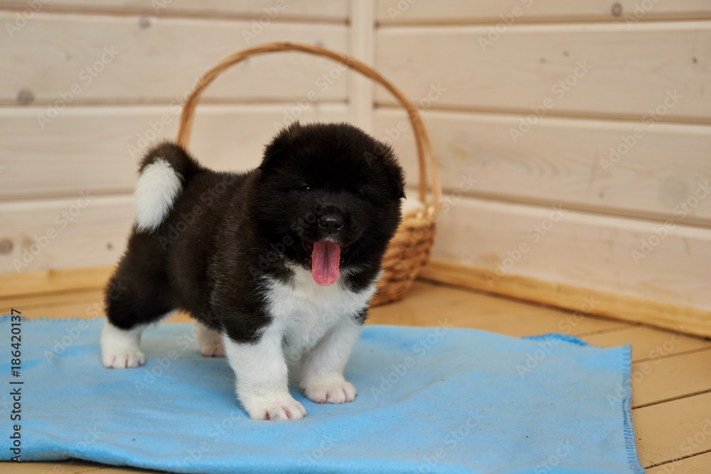 秋田小狗。美国秋田幼犬。