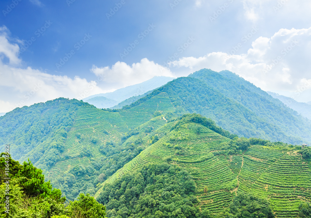 春天的绿茶山自然景观