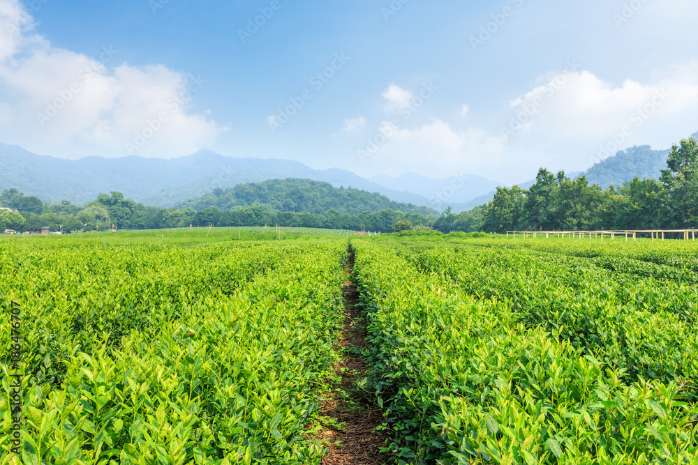 春天的绿茶种植园和山区自然景观