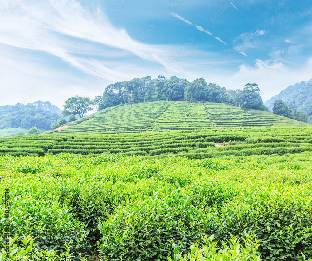 春天的绿茶种植园和山区自然景观