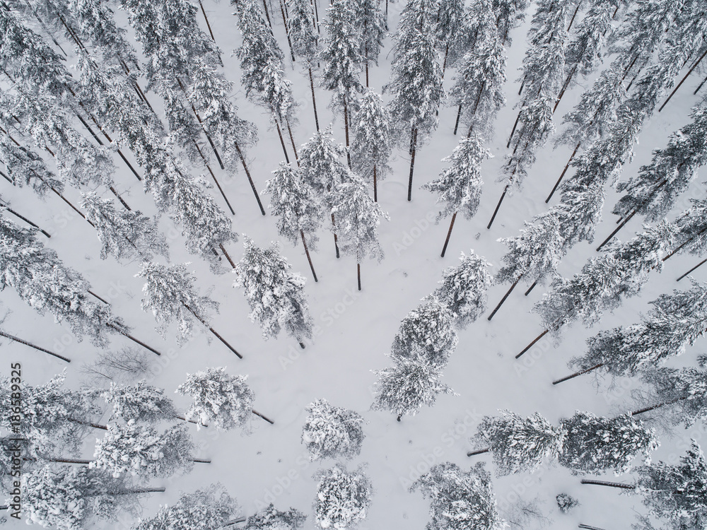 被雪覆盖的松林高角度鸟瞰图