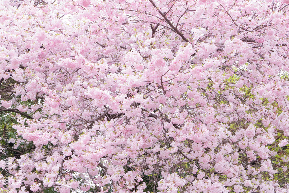 樱花现场