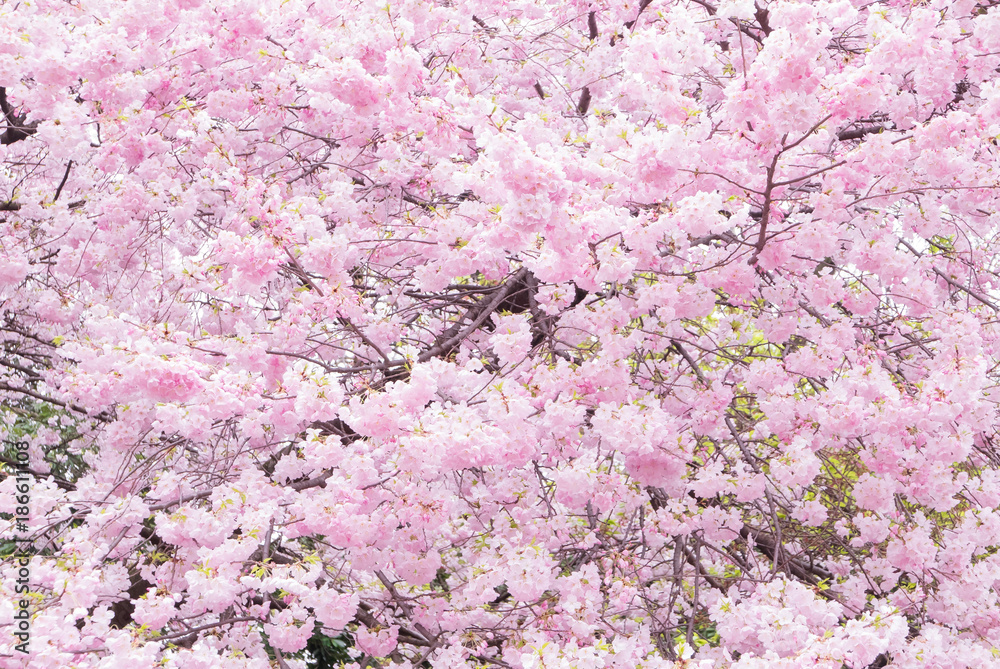 樱花现场