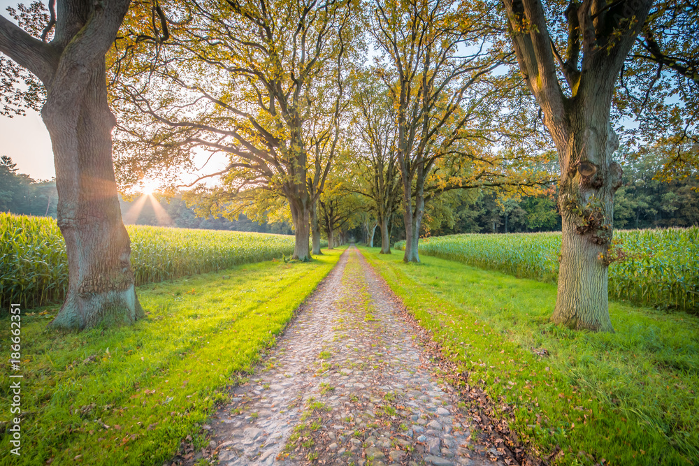 Grüner Wald im Sonnenschein