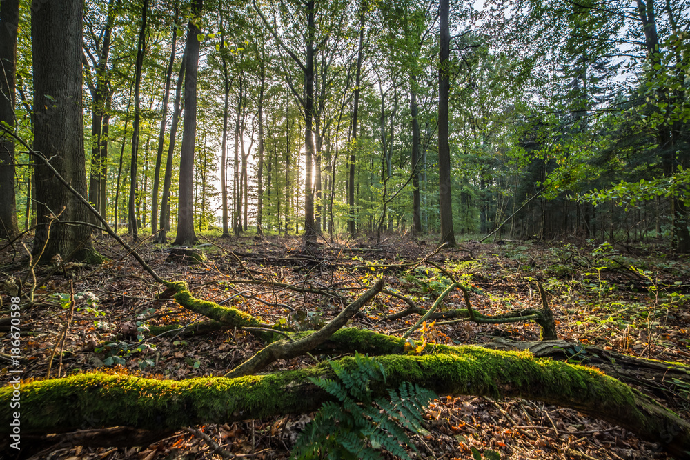 Grüner Wald im Sonnenschein