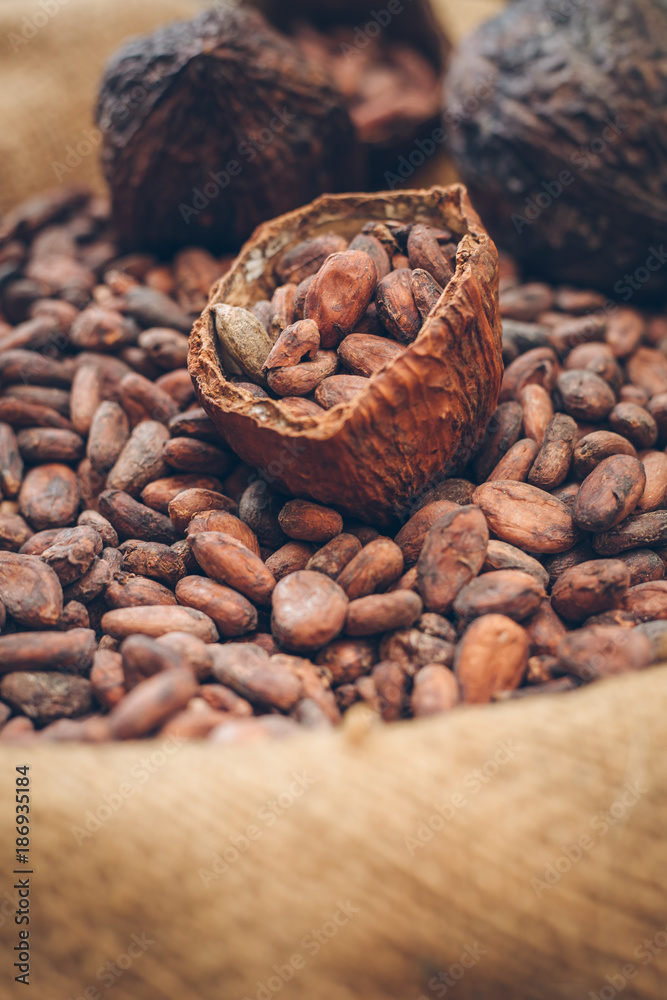 Raw cocoa beans close up