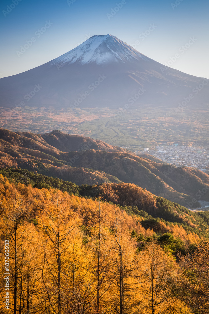 富士山，秋天有棵黄色的树