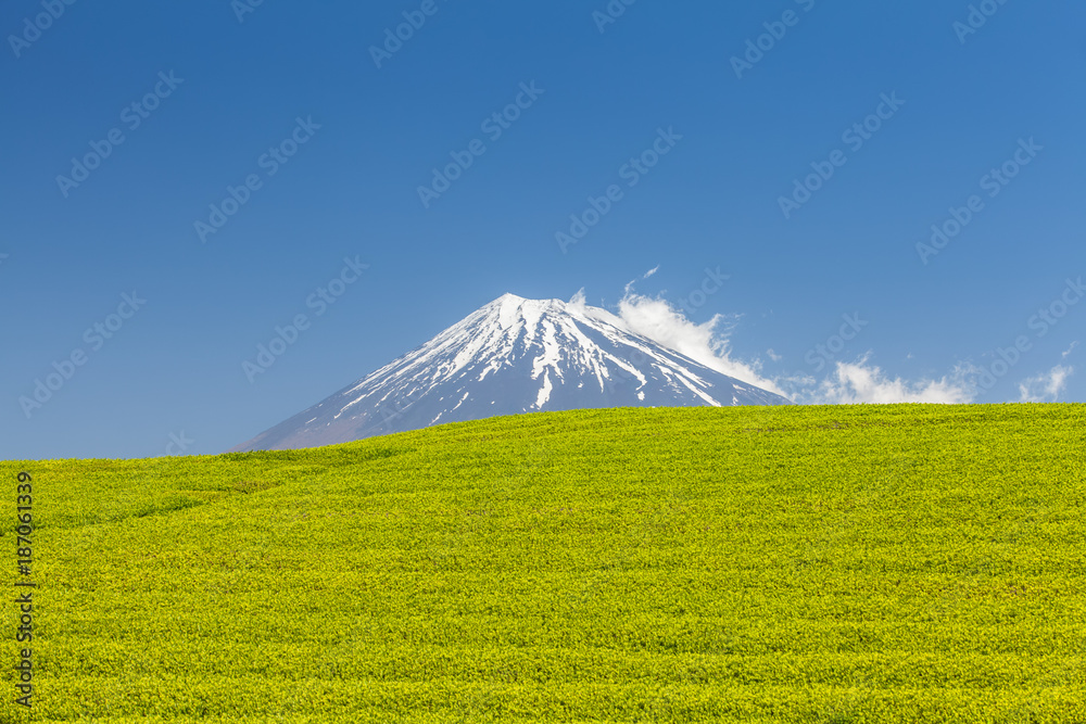 静冈县春天的茶园和富士山