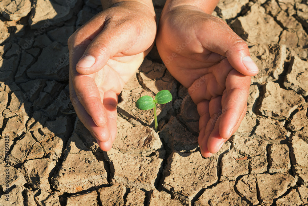 two hand protection young plant growing in soil arid concept eco